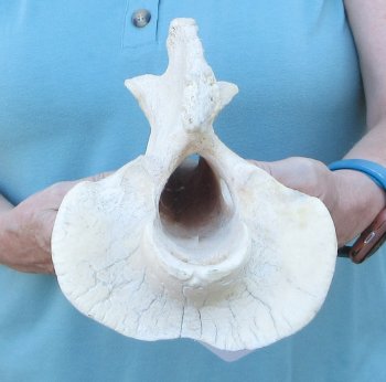 14" Authentic Giraffe Neck Vertebra Bone - $55