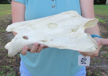 14" Authentic Giraffe Neck Vertebra Bone - $55