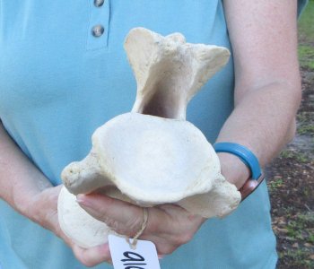 14" Authentic Giraffe Neck Vertebra Bone - $55