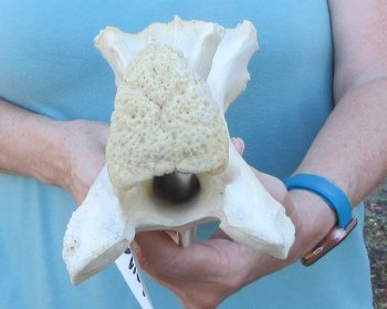 13" Authentic Giraffe Neck Vertebra Bone - $55