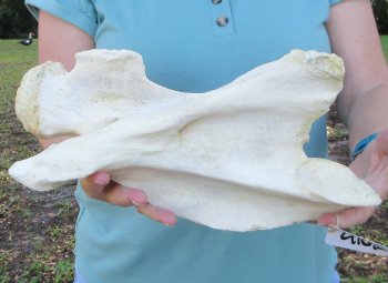 13" Authentic Giraffe Neck Vertebra Bone - $55