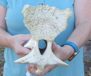 13" Authentic Giraffe Neck Vertebra Bone - $55