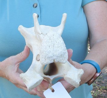 10" Authentic B-Grade Giraffe Neck Vertebra Bone - $30