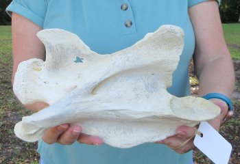 10" Authentic B-Grade Giraffe Neck Vertebra Bone - $30