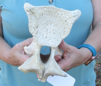 10" Authentic B-Grade Giraffe Neck Vertebra Bone - $30