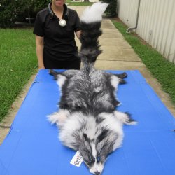 65" Platinum Fox Pelt-Darker, Tanned Hide