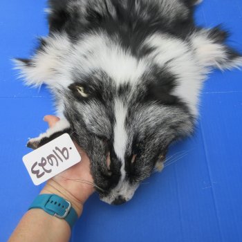 65" Platinum Fox Pelt-Darker, Tanned Hide