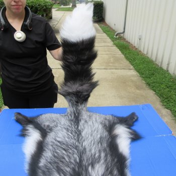 65" Platinum Fox Pelt-Darker, Tanned Hide