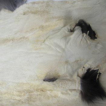 65" Platinum Fox Pelt-Darker, Tanned Hide
