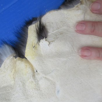 65" Platinum Fox Pelt-Darker, Tanned Hide