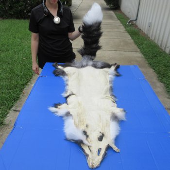 65" Platinum Fox Pelt-Darker, Tanned Hide