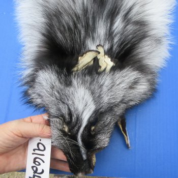 64" Platinum Fox Pelt-Darker, Tanned Hide