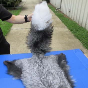 64" Platinum Fox Pelt-Darker, Tanned Hide