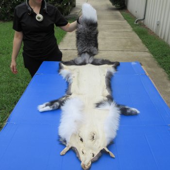 64" Platinum Fox Pelt-Darker, Tanned Hide