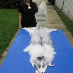 66" Platinum F...