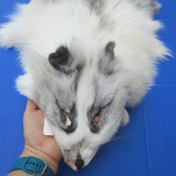 66" Platinum Fox Pelt-Lighter, Tanned Hide