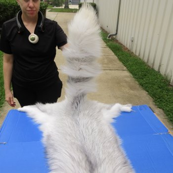 66" Platinum Fox Pelt-Lighter, Tanned Hide