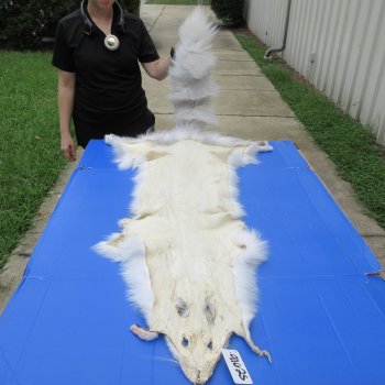 66" Platinum Fox Pelt-Lighter, Tanned Hide