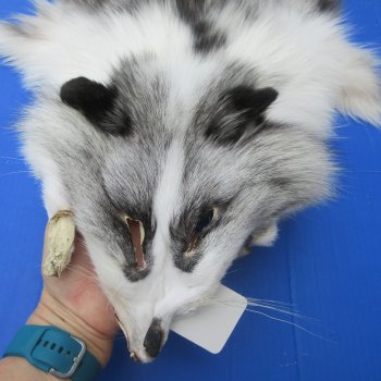 63" Platinum Fox Pelt-Lighter, Tanned Hide