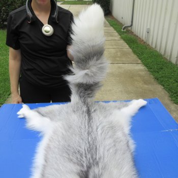 63" Platinum Fox Pelt-Lighter, Tanned Hide