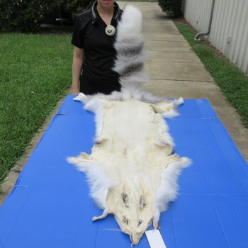 63" Platinum Fox Pelt-Lighter, Tanned Hide