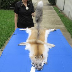 65" Golden Island Fox Pelt, Tanned Hide