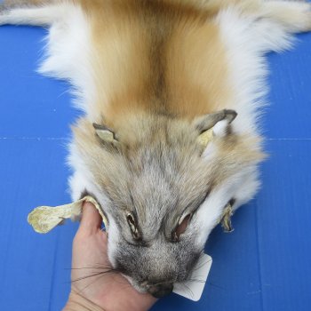 65" Golden Island Fox Pelt, Tanned Hide