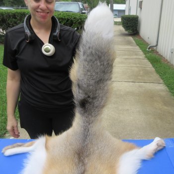 65" Golden Island Fox Pelt, Tanned Hide
