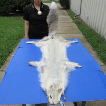 65" Golden Island Fox Pelt, Tanned Hide