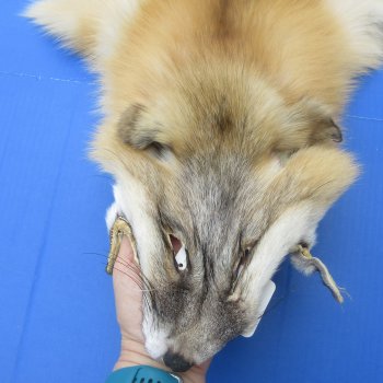60" Golden Island Fox Pelt, Tanned Hide
