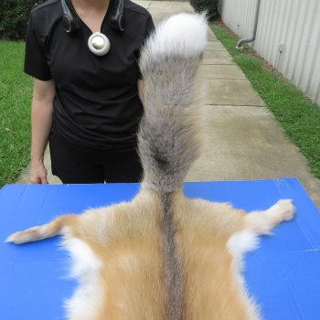 60" Golden Island Fox Pelt, Tanned Hide