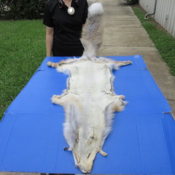 60" Golden Island Fox Pelt, Tanned Hide