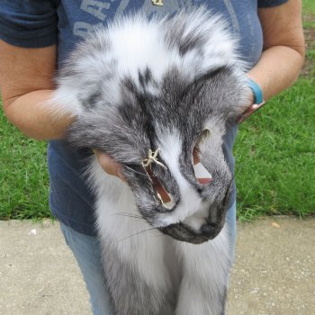 62" Artic Marble Fox Pelt, Tanned Hide
