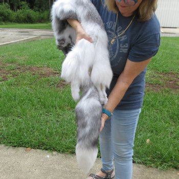62" Artic Marble Fox Pelt, Tanned Hide