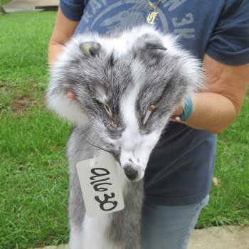 60" Artic Marble Fox Pelt, Tanned Hide