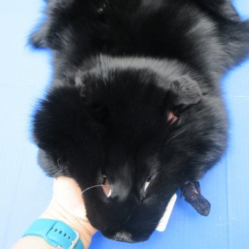 56" Dyed Black Fox Pelt, Tanned Hide