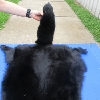 56" Dyed Black Fox Pelt, Tanned Hide