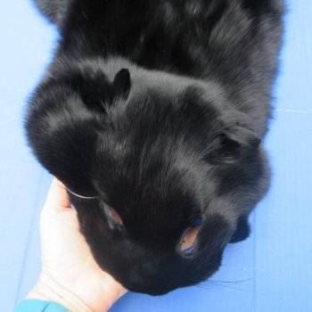 56" Dyed Black Fox Pelt, Tanned Hide