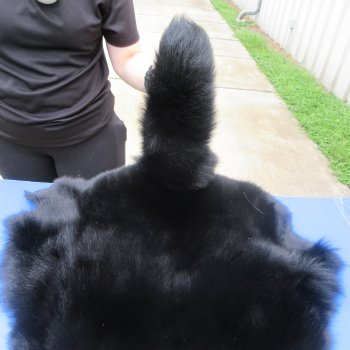 56" Dyed Black Fox Pelt, Tanned Hide