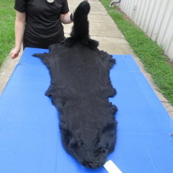 56" Dyed Black Fox Pelt, Tanned Hide