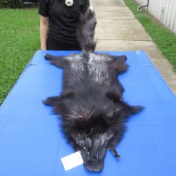 52" Silver Fox Pelt, Tanned Hide