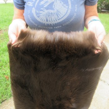 27" Beaver Fur Pelt, Tanned Hide 