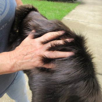 27" Beaver Fur Pelt, Tanned Hide 