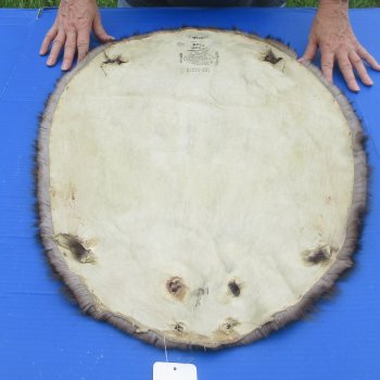 27" Beaver Fur Pelt, Tanned Hide 