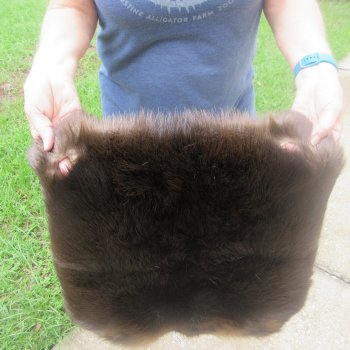 27" Beaver Fur Pelt, Tanned Hide 