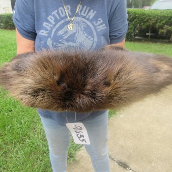 27" Beaver Fur Pelt, Tanned Hide 