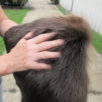 27" Beaver Fur Pelt, Tanned Hide 