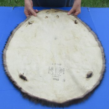27" Beaver Fur Pelt, Tanned Hide 
