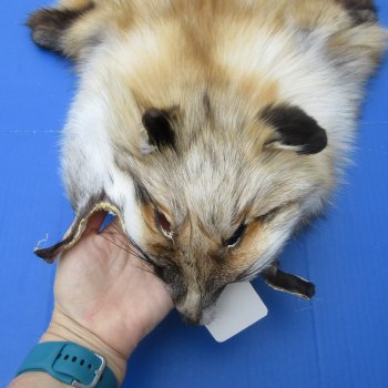 57" Gold Fox Pelt, Tanned Hide