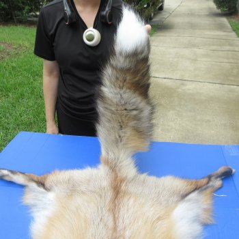 57" Gold Fox Pelt, Tanned Hide